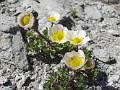 F76 renoncule des glaciers de marie-suzanne ravet 